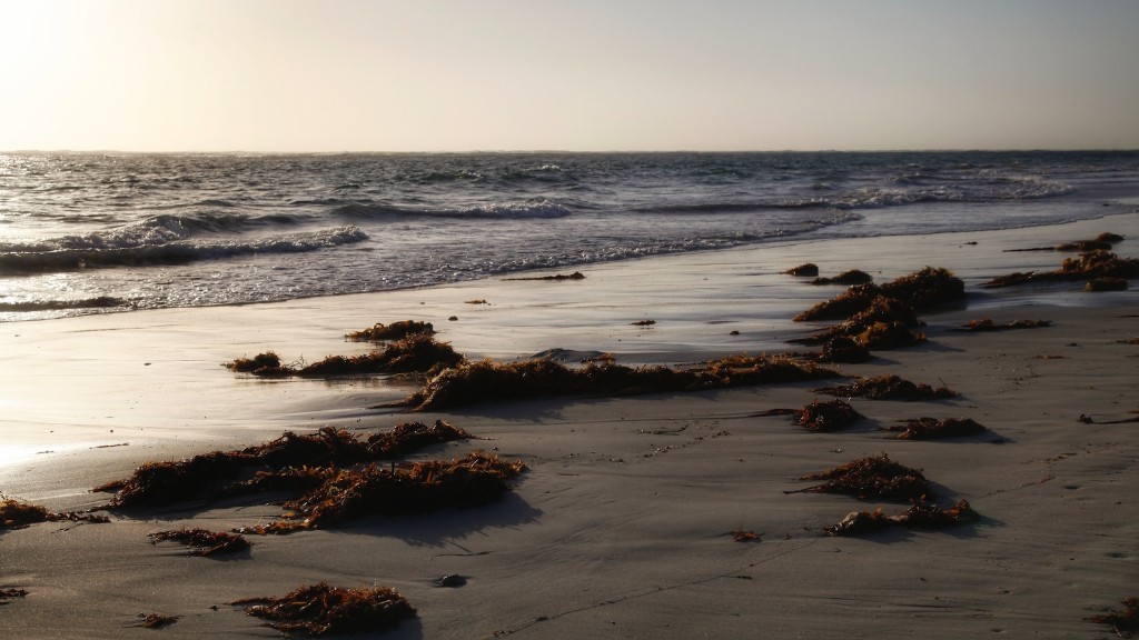 Por que os cavalos-marinhos enrolam a cauda em algas marinhas