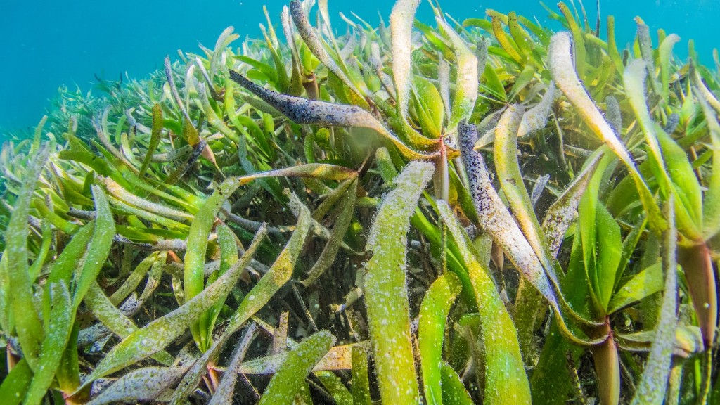 Quais flocos de algas marinhas são melhores