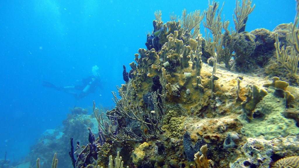 O debate entre esponja marinha e coral é antigo. Desde os tempos antigos, os humanos são fascinados pela incrível complexidade dos oceanos profundos e desejam compreender a incrível beleza e complexidade das esponjas e dos corais que vivem neles. Embora as esponjas e os corais possam parecer muito diferentes, existem níveis semelhantes de biodiversidade e adaptações biológicas dentro de ambos, o que torna difícil distinguir uns dos outros.