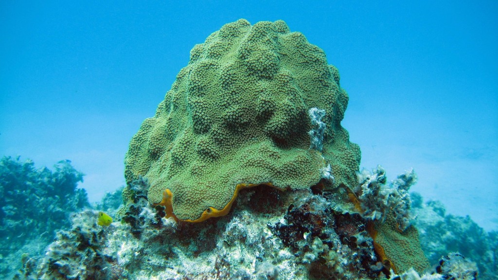 Pérola de Jade Esponja do Mar